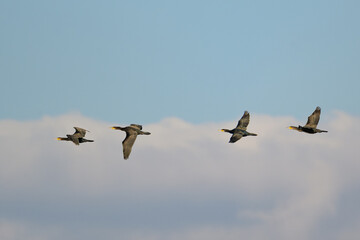 Multiple Great Cormorants (Phalacrocorax carbo) in Flight — Synchronized Aerial Movement Against Blue Sky