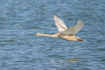Fototapeta premium Mute Swan (Cygnus olor) in Low Flight over Rippling Water — Aerodynamic Motion and Natural Habitat