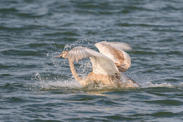 Fototapeta premium Mute Swan (Cygnus olor) Landing on Water — Dynamic Splash and Wing Display in Natural Habitat