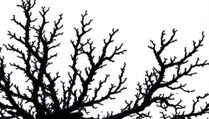 Intricate black coral branches, dark against a bright background,  deep sea,  reef