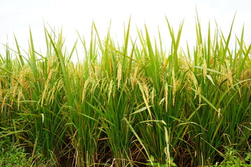 Obraz premium ripe rice fields in harvest season