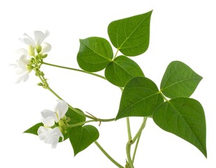 Obraz premium White flowers and leaves of a bean plant