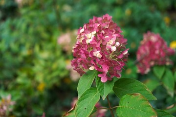 Inflorescences of pink hydrangea against the background of a green lawn in a garden plot in autumn as a landscape design concept