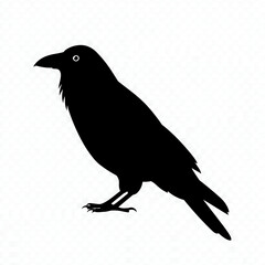 Fototapeta premium Silhouette of a crow standing, facing left, with visible eye detail, isolated on a white background.