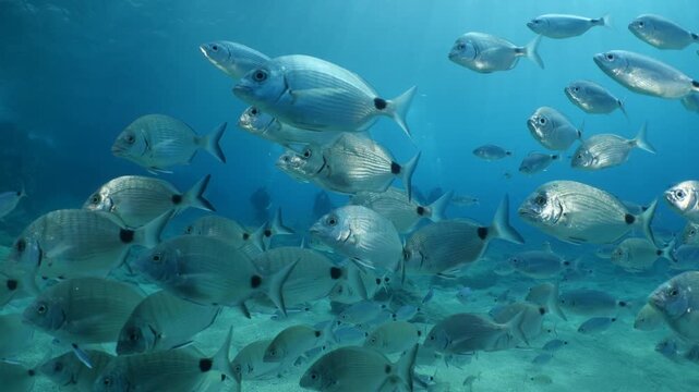 sea breams underwater scenery mediterranean relaxing fish scenery diplodus sargus