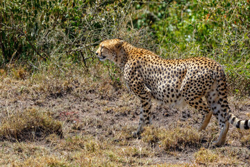 Cheetah walking in a bush landscape