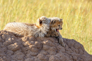 Two cheetah cubs lying on a termite mound