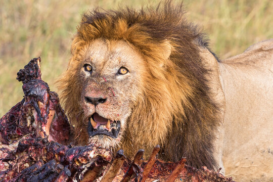 Hungry male Lion at a kill