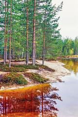 Beach by a lake in a forest