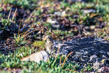 Young White-tailed ptarmigan chicken hiding in the vegetation