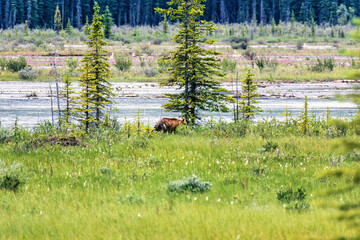 Grizzly bear by a river in the wilderness
