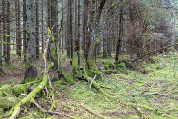 Stone wall covered in green moss in a woodland