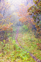 Winding trail in a deciduous forest on a misty autumn day