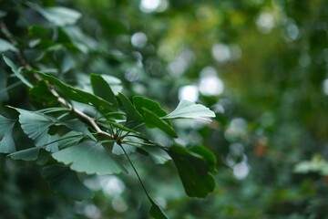 Ginkgo biloba branch with green leaves on forest bokeh background close-up as a concept for growing medicinal plants in a garden plot