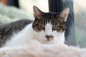 窓辺でくつろぐ猫　キジトラ白