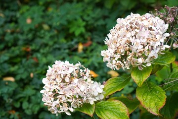 inflorescences of a white hydrangea on a branch against a green lawn background with free space for inserting text