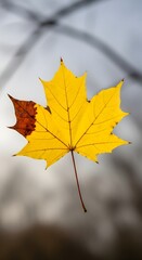 Vibrant Yellow Maple Leaf Capturing the Essence of Autumn Against Soft Background