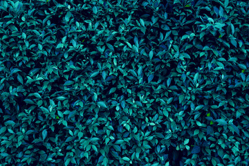 closeup nature view of green leaf texture, dark wallpaper concept, nature background, tropical...