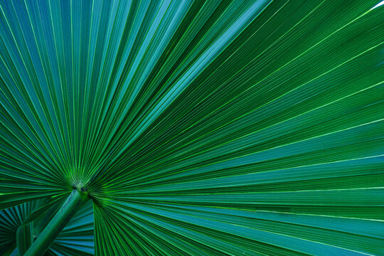 abstract palm leaf textures on dark blue tone, natural green background. - Powered by Adobe