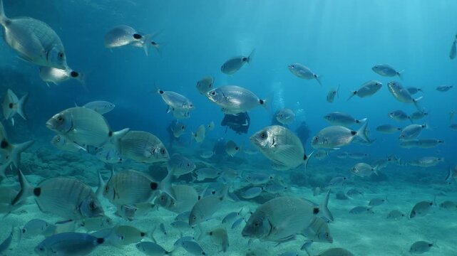 sea breams underwater scenery mediterranean relaxing fish scenery diplodus sargus