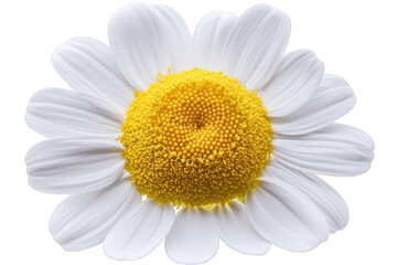 Close Up of White Daisy Flower with Yellow Center and Transparent Background