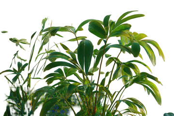 Green Foliage with Transparent Background Depicting Botanical Elements in Bright Light