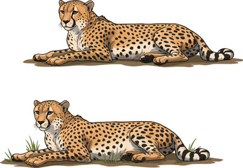 Cheetah illustration, wildlife animal, spotted fur, resting cheetahs, nature scene, African predator, big cats, grassy terrain, realistic drawing, relaxed pose