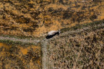Buffalo Grazing in Wetland Pasture