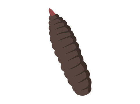 Maggot bsf Illustration
