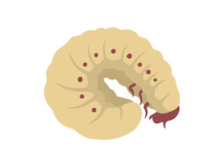 Maggot bsf Illustration