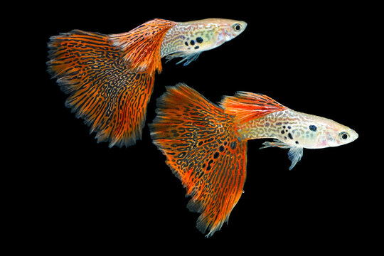 Fish in aquarium. Red Guppy glides gracefully, its shimmering colors like strokes of living light. Each delicate fin flows like silk in water. Guppy isolated on black background.