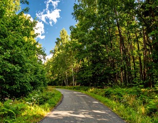 Obraz premium Winding road through a lush forest on a sunny day