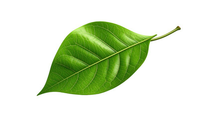 Fototapeta premium Exquisitely detailed, vibrant green leaf, prominently displayed against a stark, solid black background, showcasing intricate vein patterns and a glossy texture, highlighting nature's artistry and...