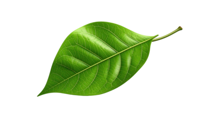 Exquisitely detailed, vibrant green leaf, prominently displayed against a stark, solid black background, showcasing intricate vein patterns and a glossy texture, highlighting nature's artistry and...