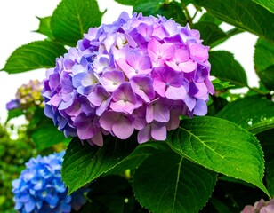 Vibrant purple and blue hydrangea blossoms