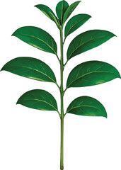 Magnolia Plant Without Flowers