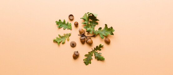 Branch with green oak tree leaves and acorns on colored background, close up top view © sosiukin