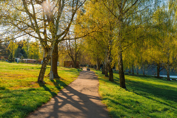 Naklejka premium Scenic sunlit park path surrounded by lush green grass and birch trees with fresh yellow-green leaves, casting long shadows in the warm afternoon light during spring in the Czech countryside.