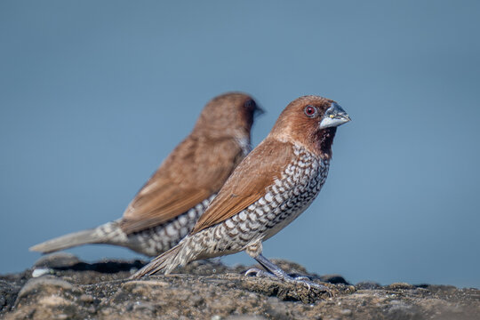 Bird on the beach of Canggo in Bali