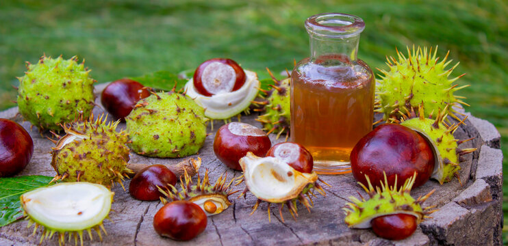 Extract and Horse Chestnut Fruits on a Wooden Stump. Natural Medicine