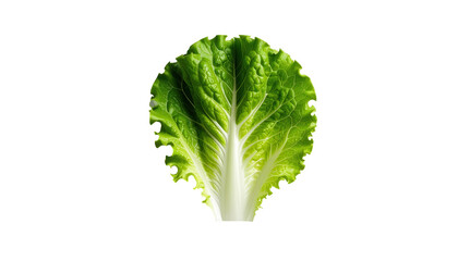 Isolated vibrant lettuce leaf against a stark black backdrop, showcasing detailed texture, highlighting the natural green hues and intricate vein patterns, creating a visually captivating...