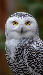 Fototapeta premium Majestic Snowy White Owl Stunning Wildlife Portrait with Sharp Gaze and Beautiful Plumage Details