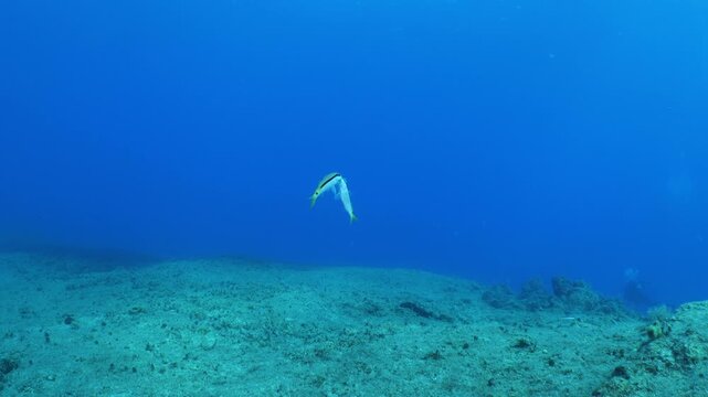 lessepsian mullets are chasing each other underwater Mullus barbatus