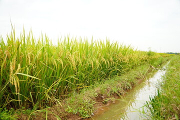 ripe rice fields in harvest season