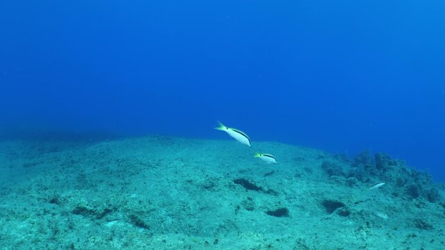 lessepsian mullets are chasing each other underwater Mullus barbatus