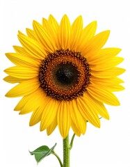 Fototapeta premium Vibrant sunflower against white backdrop