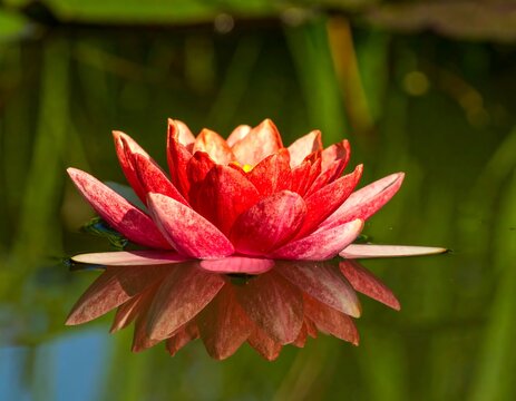 Vibrant red lotus flower on water - Powered by Adobe