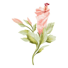 Pastel hibiscus buds with leaves watercolor illustration isolated on white. Light pink tropical flower in botanical style. Hand drawn delicate blooming branch clip art for summer exotic wedding