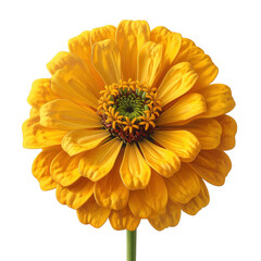Spectacular  showcases a vibrant yellow flower in full bloom, revealing delicate petals and intricate details, presented against a dark background which enhances the bright colors and highlights the.