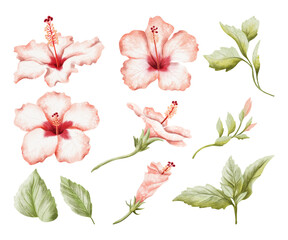 Large hibiscus watercolor illustration set isolated on white. Realistic tropical flowers, leaves and buds in botanical style. Hand drawn blooming plant stages clip art for summer exotic designs